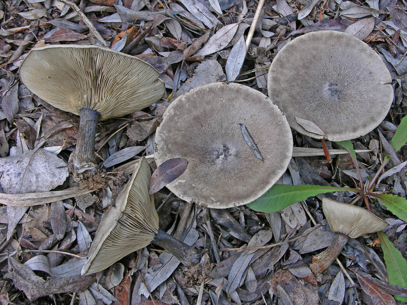 Melanoleuca da determinare.